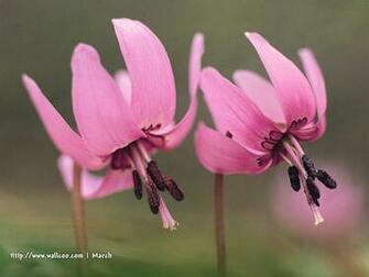 Pink Flower Wallpaper Amazing