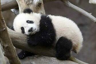 Wallpaper Cute Baby Panda Pictures