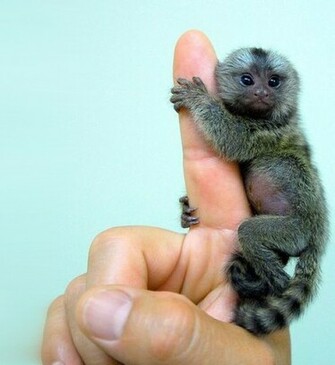 Finger Monkeys So Adorable And Yes They Are Real Source Of Article