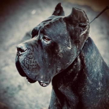 Gemma Nera Cane Corso Kennel