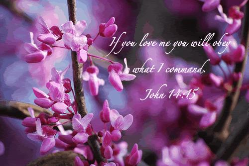 Flower Memory Verse Wallpaper
