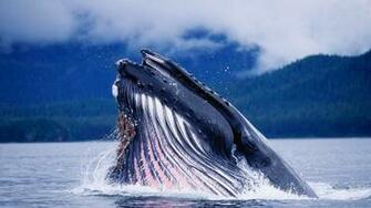 Blue Whale Wallpaper Image