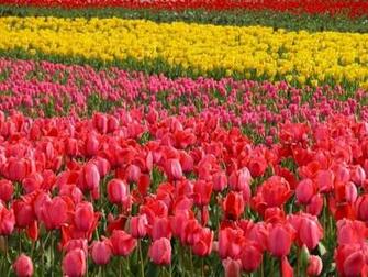 Tulip Screensaver Screensavers