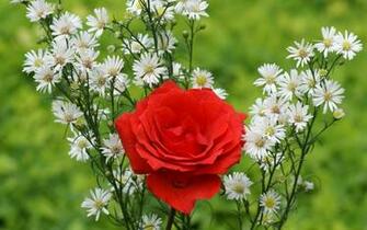 Flower HD Wallpaper Yahoo Tv HDwallpaper2u