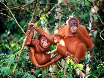 Orangutan Wallpaper X Net