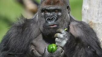 Gorilla HD Wallpaper Animals World