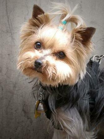 Yorkie Puppies Pictures The Animal Life