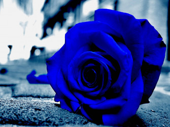 Top Rose Aesthetic Wallpaper Full HD 4k To Use