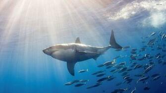 Great White Shark Wallpaper HD