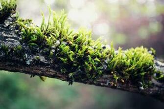 Macro Wallpaper Id Wallpapervortex