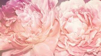 Peony Desktop Wallpaper HD