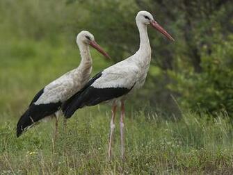 Storks Wallpaper