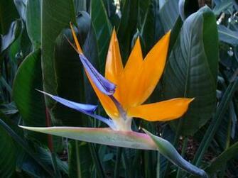 Bird Of Paradise Flower Wallpaper