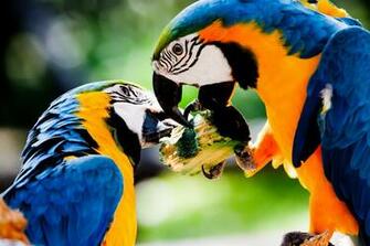 Macaw Wallpaper Px HDwallsource