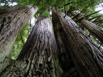 Redwood Forest Background Wallpaper HD