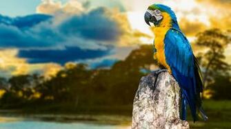 Pics Photos Beautiful Macaw Parrot