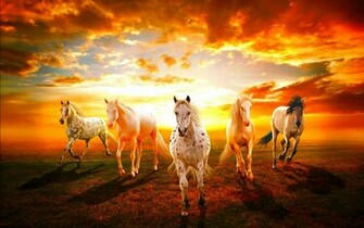 Wild Horses