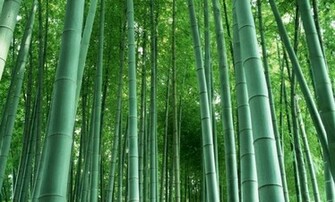 Tropical Bamboo Forest Wallpaper