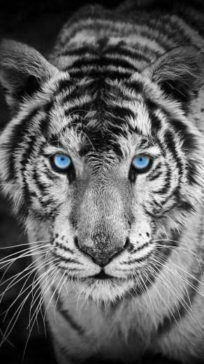 Blue Eyes Pet Tiger Wallpaper Photography