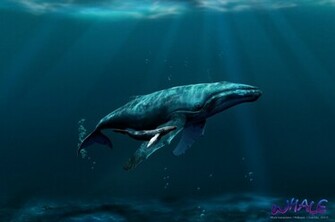 Whale Wallpaper HD Quality