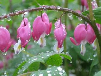 Spring Rain Traveler Photo Contest National Geographic