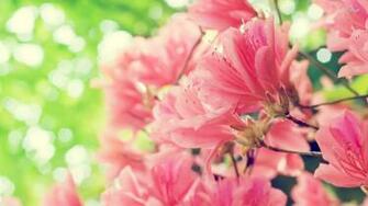 Peach Blossoms Wallpaper Flower