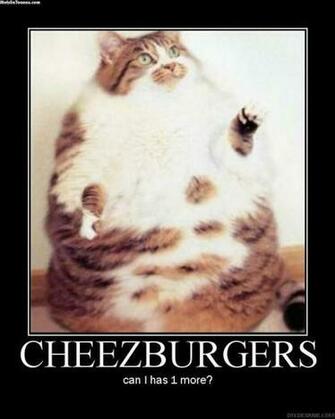 Fat Cat Mobile Wallpaper Toones