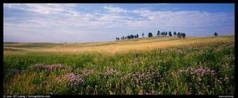 Prairie Landscape With Wildflowers And Trees Wind Cave National Park