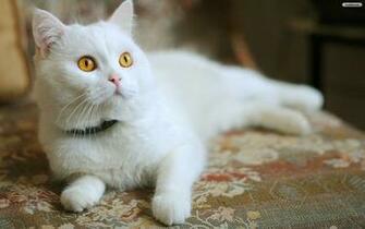 Youwall White Cat Wallpaper