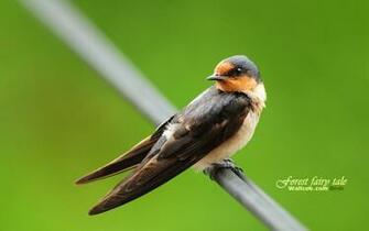 Wildlife Wallpaper Birds Image
