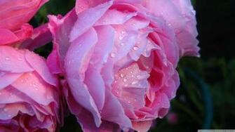 Habrumalas Pink Rose With Water Drops Image