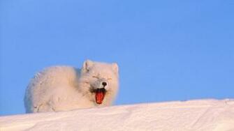 Snow Fox Wallpaper