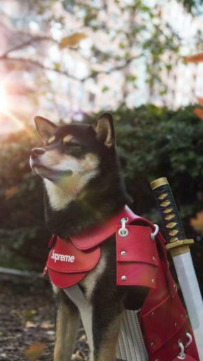 Wallpaper Dachi Hype