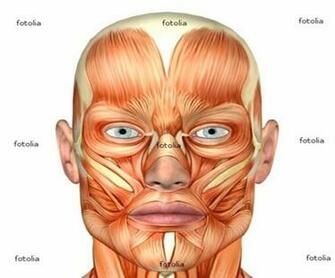 Human Body Wallpaper