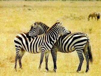 Pictures Zebra Wallpaper On Your Desktop Computer