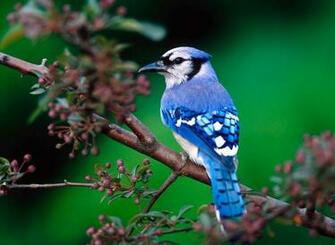 Nature Wallpaper Fabulous Desktop
