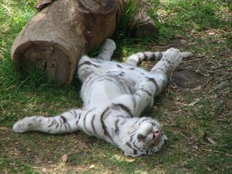 Tiger Wallpaper White Cub