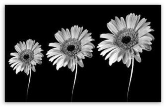 Gerbera Daisies Black And White HD Wallpaper For Standard