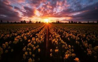 Wallpaper Field The Sky Sunset Flowers Yellow Daffodils