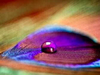 Peacock Feather Wallpaper HD Pictures One