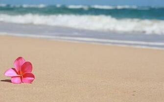 Hawaii Flower Wallpaper Background Bhstorm