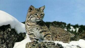 Animal Bobcat Wallpaper