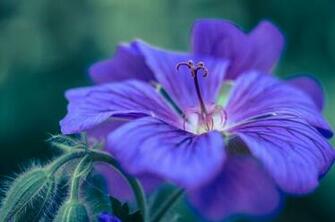 Macro Purpleblue3 By Hjnitschke Ift Tt 1bnon4h