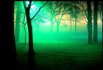 Smoke Mirror Woods Forest Wallpaper S