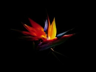 Birds Of Paradise HD Wallpaper