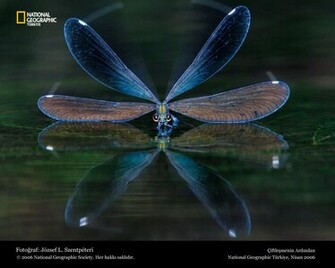 Funny Dragonfly Wallpaper For Desktop
