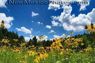 Photograph Of A Field Yellow Cutleaf Coneflowers In The Sandias
