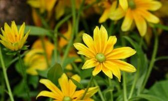 Wallpaper Yellow Flower With Some Water Drops