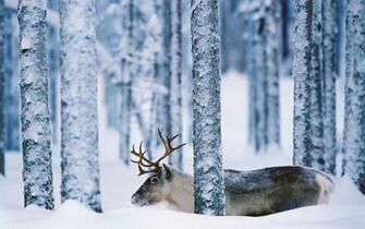 Wallpaper Reindeer Deer Snow Forest Winter Tree Desktop