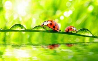 Ladybug Computer Wallpaper Desktop Background Id